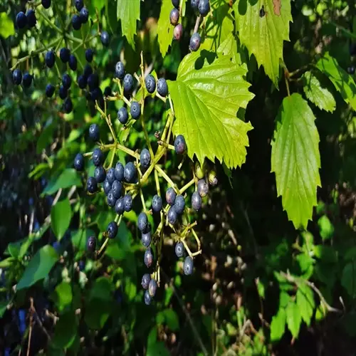 close-up of arrowwood viburnum berries clustered on stems with serrated green leaves