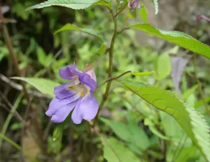 close-up of beacon impatiens flowers with green foliage in natural habitat