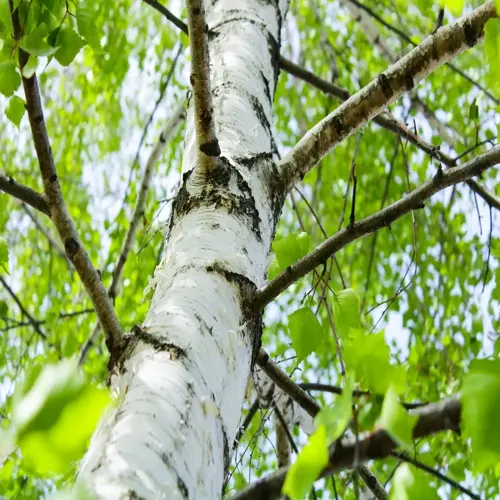 close-up of birch tree white bark with green leaves