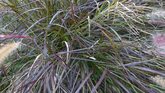 close-up of black fountain grass with slender purple-tinged leaves and feathery seed heads