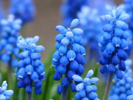 close-up of blooming muscari azureum sky blue flowers