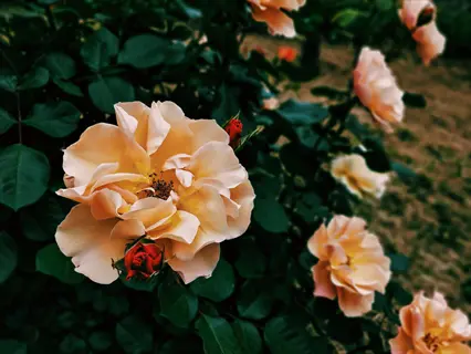 close-up of blooming peach cream shrub rose with buds and green foliage