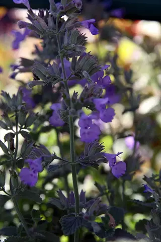 close-up of blooming walker's low catmint plant with purple flowers