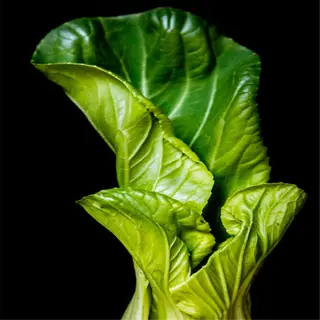 close-up of bok choy leaves against a dark background