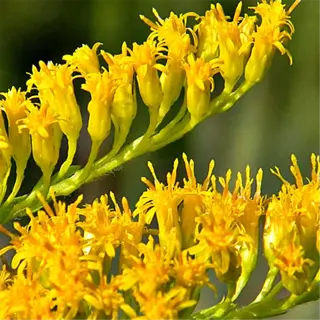close-up of bright yellow goldenrod flowers with a blurred background