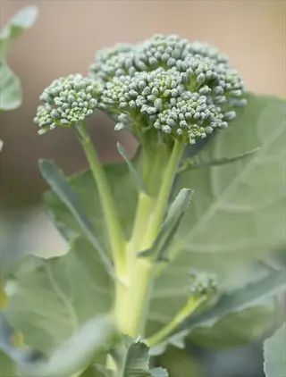 close-up of broccoli plant showcasing bud swelling: dense green florets with plump, undeveloped buds on thick stalk with mature leaves
