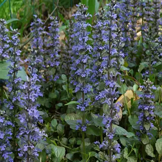 close-up of bugleweed plant with purple flowers and green leaves