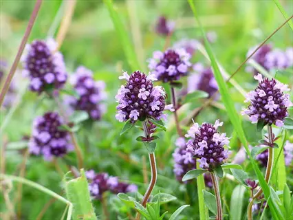 close-up of caraway thyme herb flowers blooming among lush green grasses in a natural setting