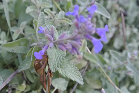 close-up of cat's pajamas catmint plant with purple flowers and textured green leaves