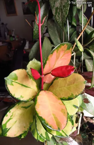 close-up of colorful hoya australis vine leaves with green, yellow, pink and red variegation