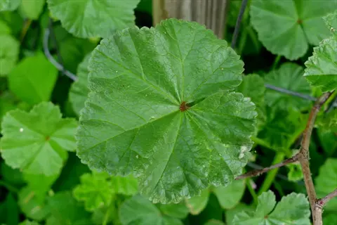 close-up of common mallow weed leaves with characteristic rounded shape and serrated edges