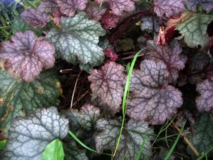 close - up of coral bells foliage showcasing intricately veined leaves in deep green with purple undertones and silvery accents, growing in a lush garden setting