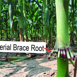 close-up of corn plant roots in soil with labels