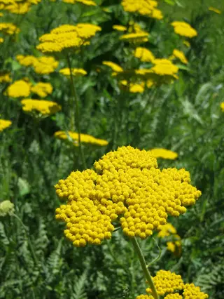 close-up of coronation gold yarrow flowers blooming in a sunny garden