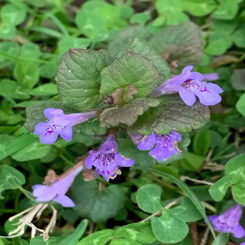 close-up of creeping charlie (ground ivy) plant with purple flowers and rounded green leaves covering the ground