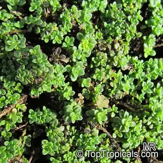close-up of creeping thyme groundcover with dense small green leaves forming a mat