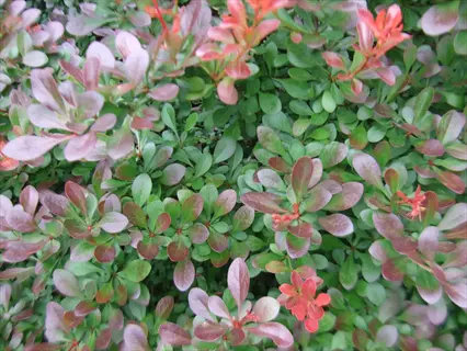 close-up of crimson pygmy barberry shrub featuring small green and deep crimson leaves with bright red flower clusters