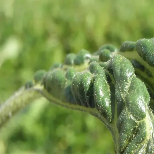 close-up of curling tomato leaves