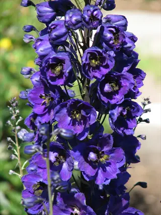close-up of dark purple delphinium flowers blooming in sunlight