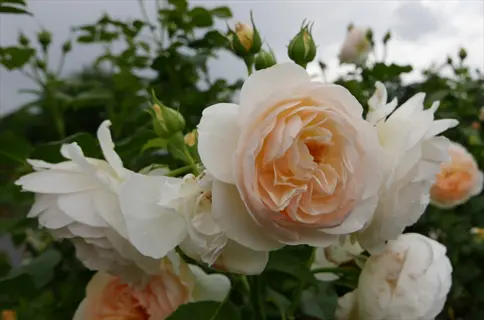close-up of david austin rose blooms in white and peach tones with green foliage under an overcast sky