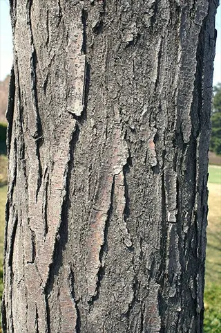 close-up of deeply ridged bark on a shademaster honeylocust tree