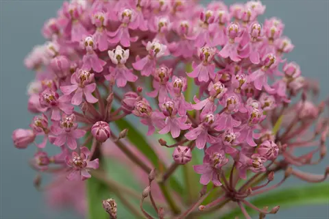 close-up of delicate pink milkweed flowers blooming in a dense cluster with green stems