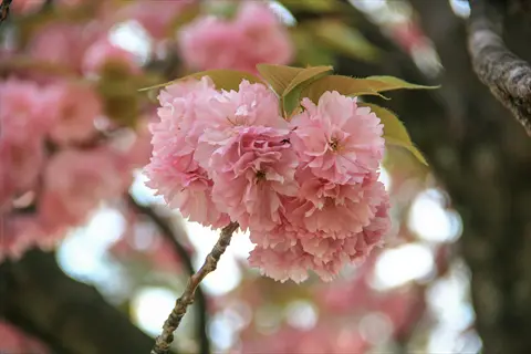 close-up of delicate pink yaezakura double cherry blossoms with layered petals on a branch