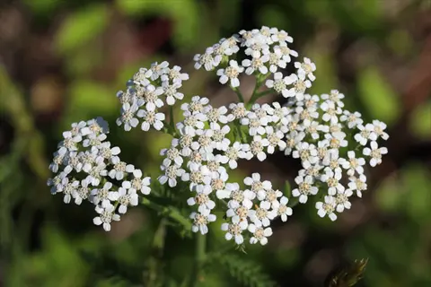 close-up of delicate white yarrow wildflower clusters with tiny daisy-like blooms and yellow centers