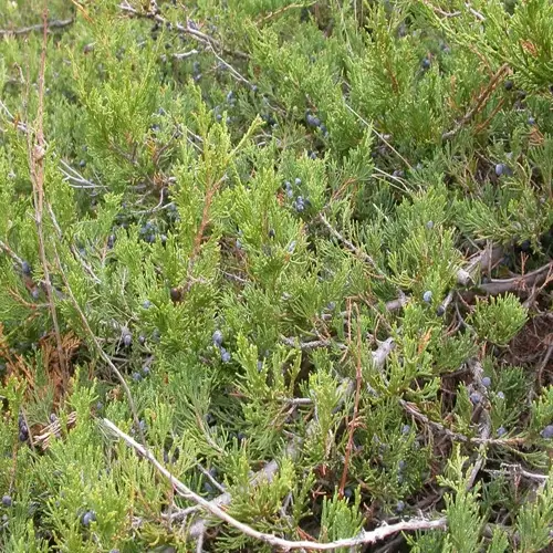 close-up of dense creeping juniper ground cover with green foliage and blue berries