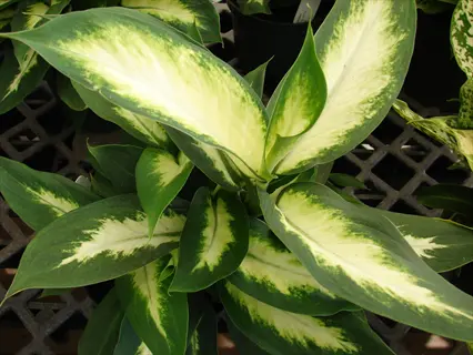 close-up of dieffenbachia camille plant showcasing large green-and-white patterned leaves in a greenhouse nursery