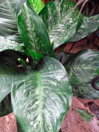 close-up of dieffenbachia seguine leaves with characteristic green and white speckled pattern on large foliage