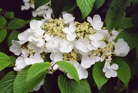 close-up of doublefile viburnum flowers with white petals and green leaves