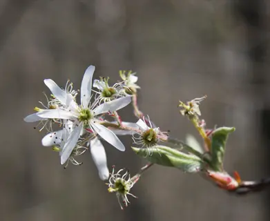 close-up of downy serviceberry blooming with delicate white petals and green leaves against blurred natural background