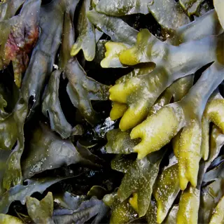 close-up of dried kelp meal seaweed