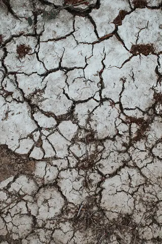 close-up of dry plant soil surface showing severe cracking and pale, parched earth with scattered debris under drought conditions
