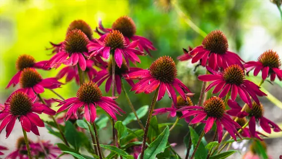 close-up of echinacea sensation pink coneflowers blooming in a garden