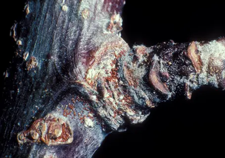 close-up of european red mite (panonychus ulmi) infestation on apple tree stem showing damaged bark and mites