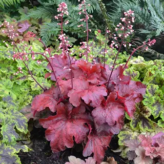 close-up of fire alarm heuchera plant with deep burgundy leaves and delicate pink flower spikes amidst lush green foliage