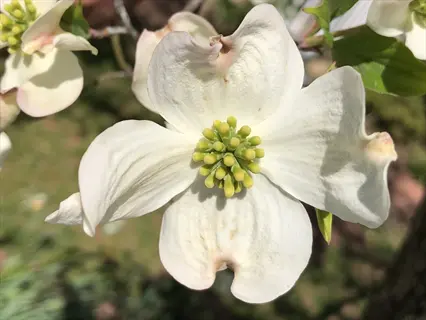 close-up of flowering dogwood white blooms with green centers in sunlight