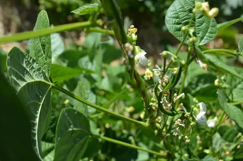 close-up of flowering green bean plants with white blossoms, developing pods, and lush green leaves in a sunlit garden