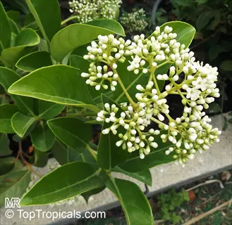 close-up of flowering viburnum woodland shrub with clusters of small white blossoms and glossy green leaves