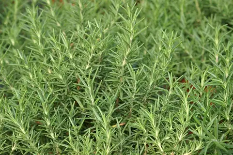 close-up of fresh green salem rosemary herb with needle-like leaves