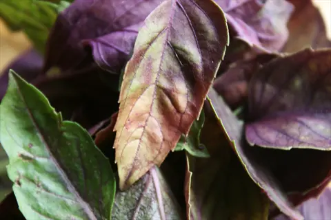 close-up of fresh purple basil dark opal leaves with vibrant green and deep purple hues