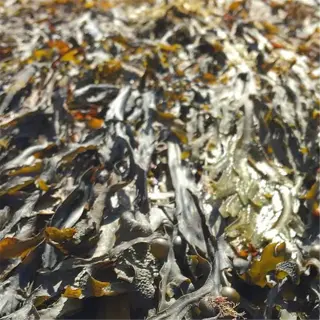 close-up of fresh seaweed on a beach