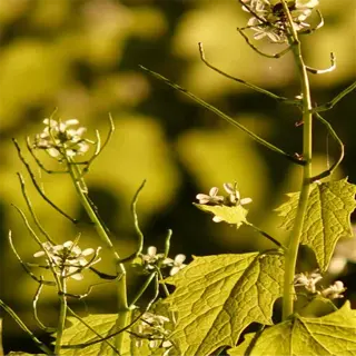 close-up of garlic plant with yellowing leaves and small flowers
