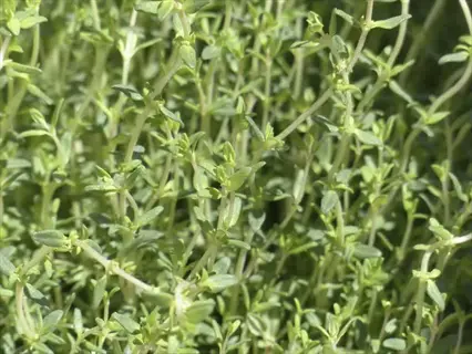 close-up of german winter thyme herb with slender green stems and tiny leaves under sunlight