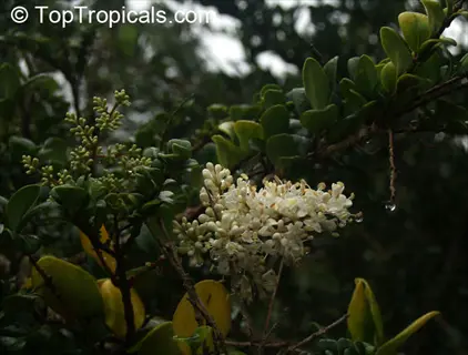 close-up of golden privet hedge flowers with green and yellow foliage