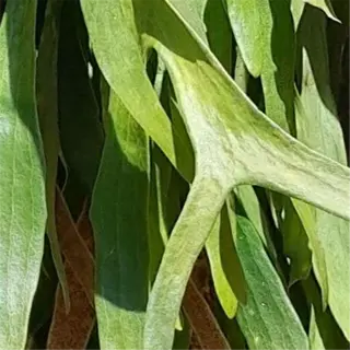 close-up of green leaves with some brown tips