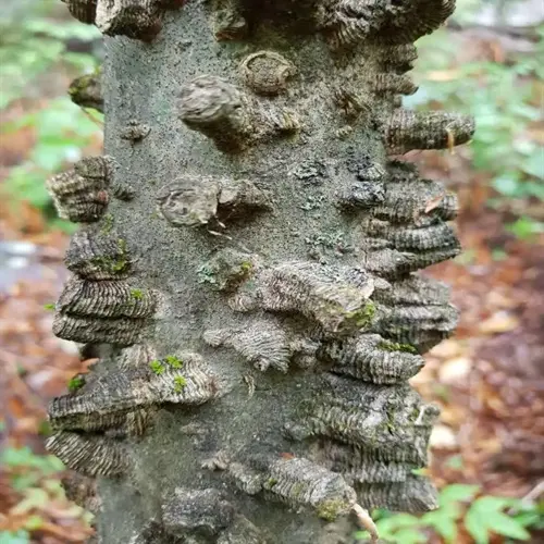 close-up of hackberry tree warty bark with distinctive corky ridges in a woodland