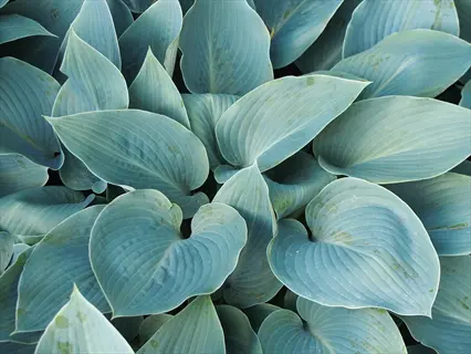 close-up of halcyon hosta plant leaves showing blue-green heart-shaped foliage with visible veining